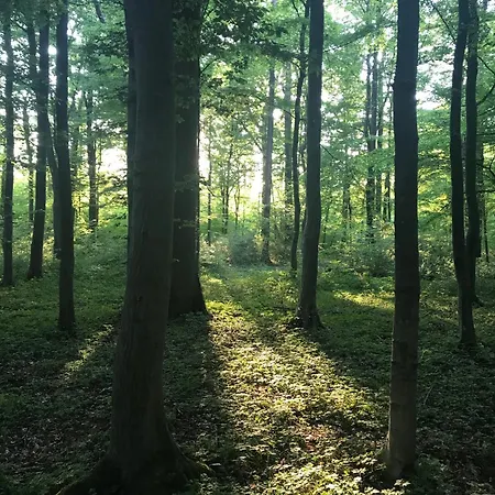 Les Du Champ Des Oiseaux Saint-Amand-les-Eaux